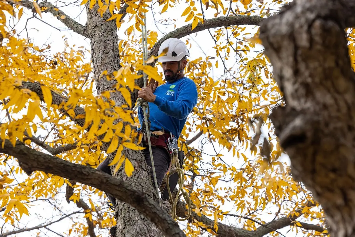 Skilled Tree Transplanting crew working in Echo